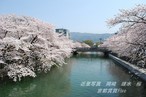 岡崎 疏水 桜