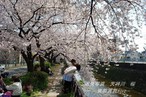 天神川 桜