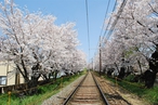 桜のトンネル