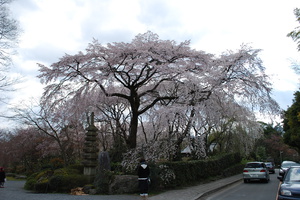 嵯峨広沢桜