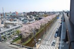 天神川　桜