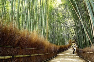 嵯峨野の竹林の小径