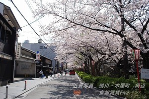 木屋町桜